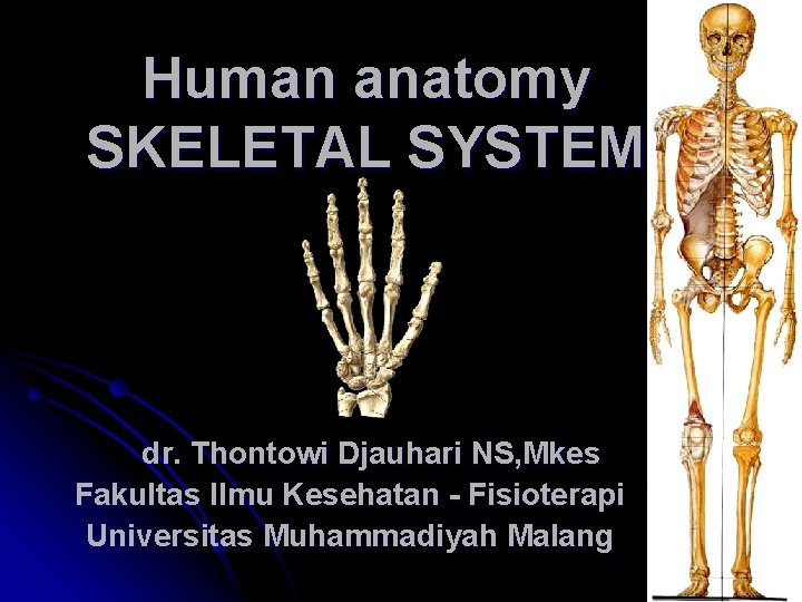 Human anatomy SKELETAL SYSTEM dr. Thontowi Djauhari NS, Mkes Fakultas Ilmu Kesehatan - Fisioterapi Human anatomy SKELETAL SYSTEM dr. Thontowi Djauhari NS, Mkes Fakultas Ilmu Kesehatan - Fisioterapi
