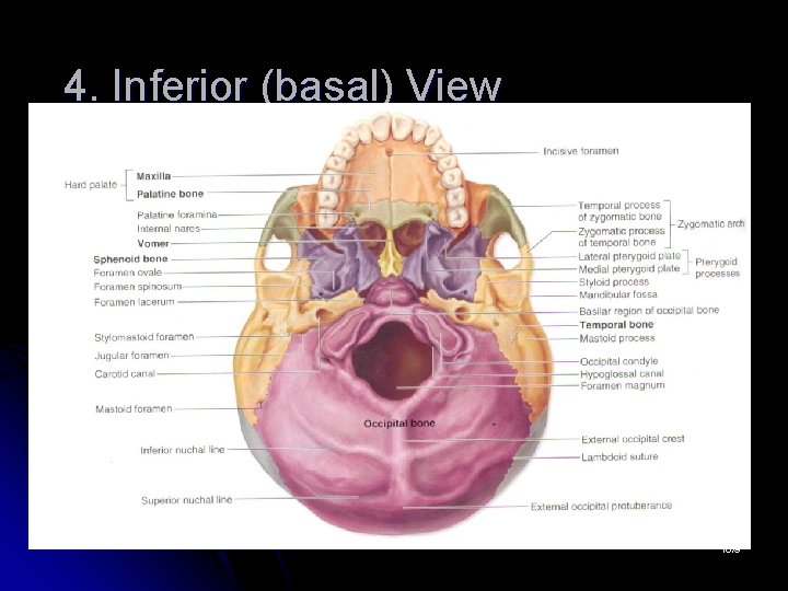 4. Inferior (basal) View 10/9 4. Inferior (basal) View 10/9