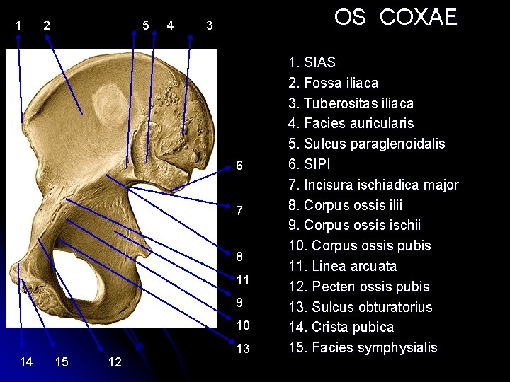 1 2 5 4 OS COXAE 3 6 7 8 11 9 10 14 1 2 5 4 OS COXAE 3 6 7 8 11 9 10 14