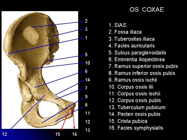 OS COXAE 2 3 1 5 10 6 14 7 9 8 11 12 OS COXAE 2 3 1 5 10 6 14 7 9 8 11 12