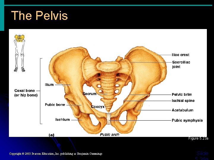 The Pelvis Figure 5. 23 a Copyright © 2003 Pearson Education, Inc. publishing as The Pelvis Figure 5. 23 a Copyright © 2003 Pearson Education, Inc. publishing as