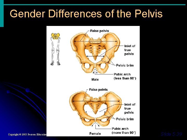 Gender Differences of the Pelvis Figure 5. 23 c Copyright © 2003 Pearson Education, Gender Differences of the Pelvis Figure 5. 23 c Copyright © 2003 Pearson Education,