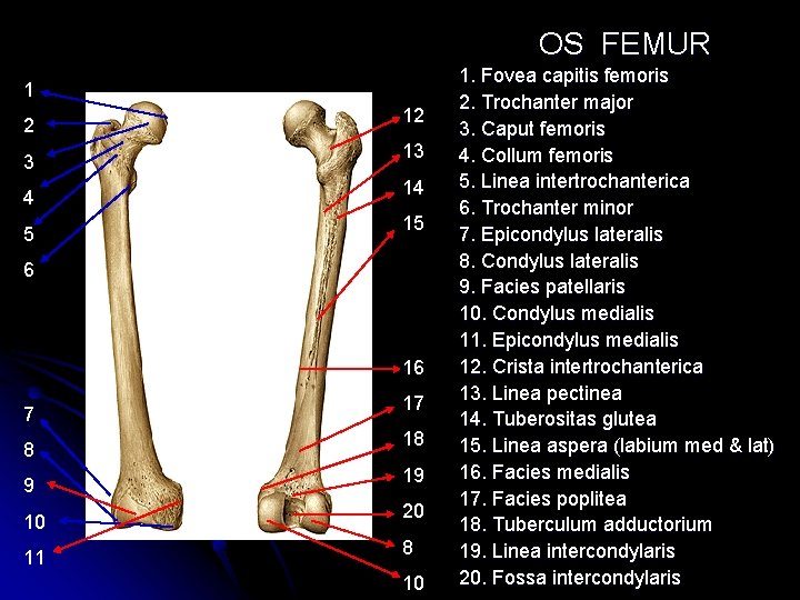 OS FEMUR 1 2 3 4 5 12 13 14 15 6 16 7 OS FEMUR 1 2 3 4 5 12 13 14 15 6 16 7