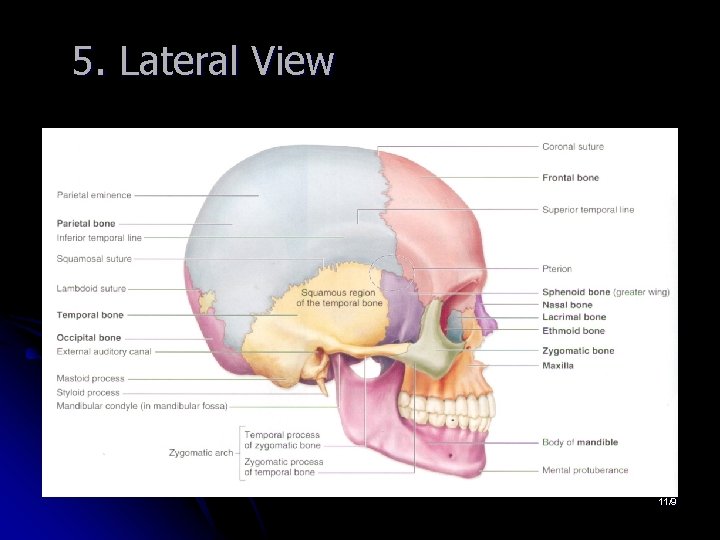 5. Lateral View 11/9 5. Lateral View 11/9