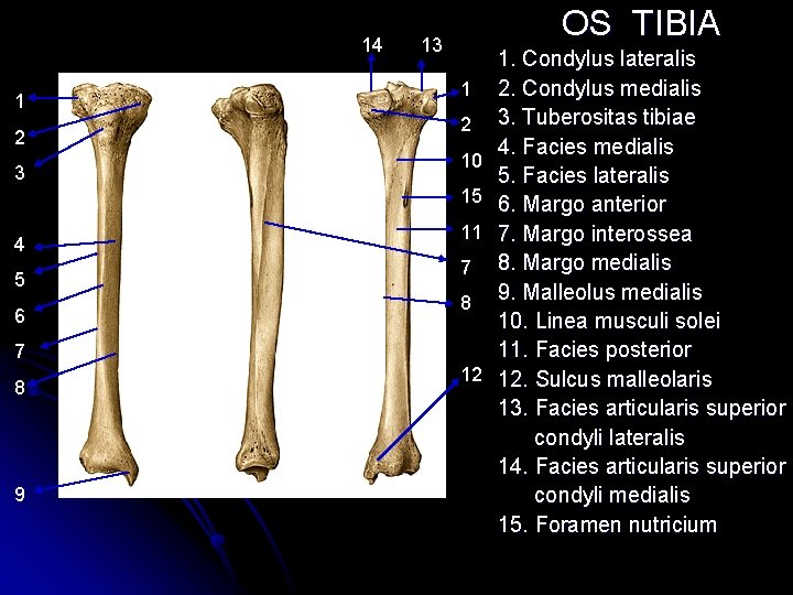 14 1 2 3 OS TIBIA 13 1 2 10 15 4 5 6 14 1 2 3 OS TIBIA 13 1 2 10 15 4 5 6