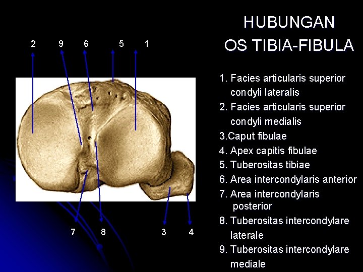 2 9 6 7 5 8 HUBUNGAN OS TIBIA-FIBULA 1 3 4 1. Facies 2 9 6 7 5 8 HUBUNGAN OS TIBIA-FIBULA 1 3 4 1. Facies