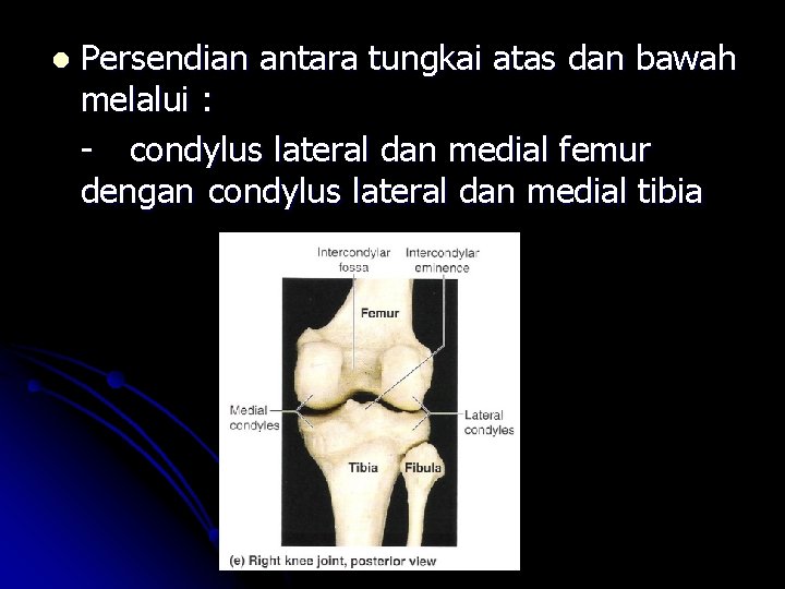 l Persendian antara tungkai atas dan bawah melalui : - condylus lateral dan medial l Persendian antara tungkai atas dan bawah melalui : - condylus lateral dan medial