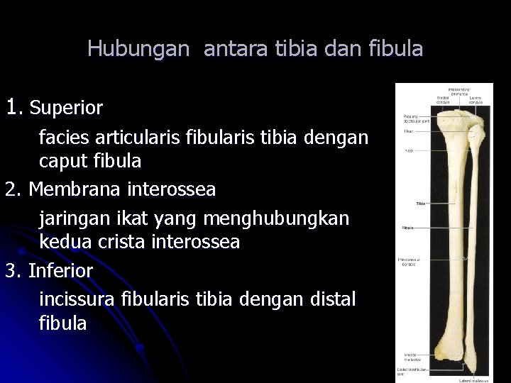 Hubungan antara tibia dan fibula 1. Superior facies articularis fibularis tibia dengan caput fibula Hubungan antara tibia dan fibula 1. Superior facies articularis fibularis tibia dengan caput fibula
