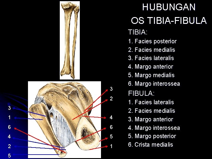 HUBUNGAN OS TIBIA-FIBULA TIBIA: 3 2 3 1 4 6 6 4 5 2 HUBUNGAN OS TIBIA-FIBULA TIBIA: 3 2 3 1 4 6 6 4 5 2