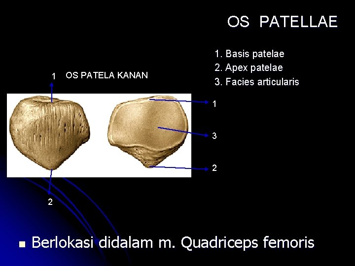 OS PATELLAE 1 OS PATELA KANAN 1. Basis patelae 2. Apex patelae 3. Facies OS PATELLAE 1 OS PATELA KANAN 1. Basis patelae 2. Apex patelae 3. Facies