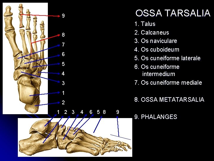 OSSA TARSALIA 9 1. Talus 2. Calcaneus 3. Os naviculare 4. Os cuboideum 5. OSSA TARSALIA 9 1. Talus 2. Calcaneus 3. Os naviculare 4. Os cuboideum 5.