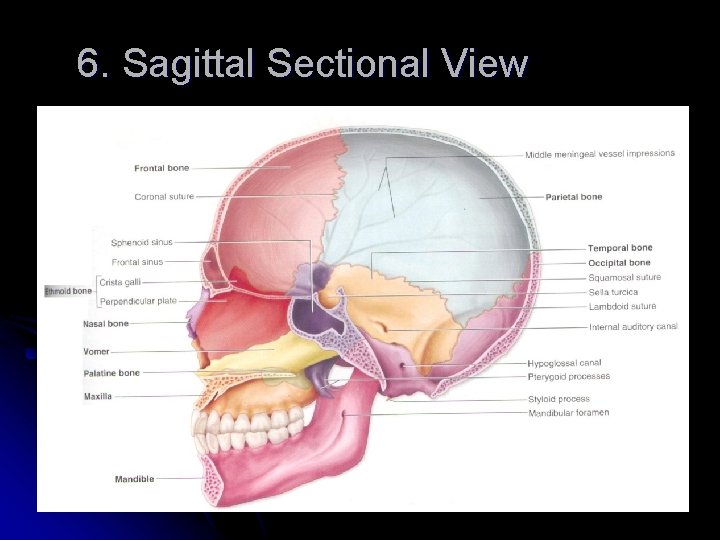 6. Sagittal Sectional View 12/9 6. Sagittal Sectional View 12/9
