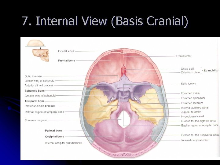 7. Internal View (Basis Cranial) 13/9 7. Internal View (Basis Cranial) 13/9