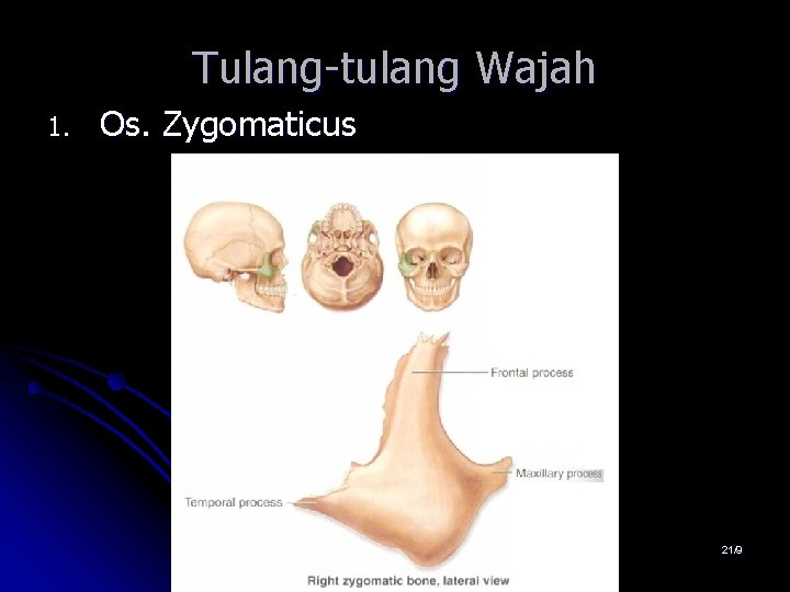 Tulang-tulang Wajah 1. Os. Zygomaticus 21/9 Tulang-tulang Wajah 1. Os. Zygomaticus 21/9