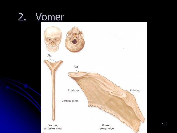 2. Vomer 22/9 2. Vomer 22/9