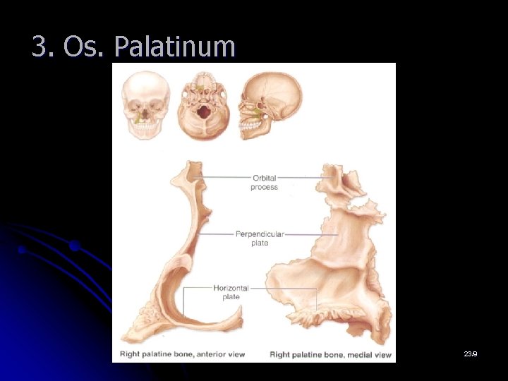 3. Os. Palatinum 23/9 3. Os. Palatinum 23/9