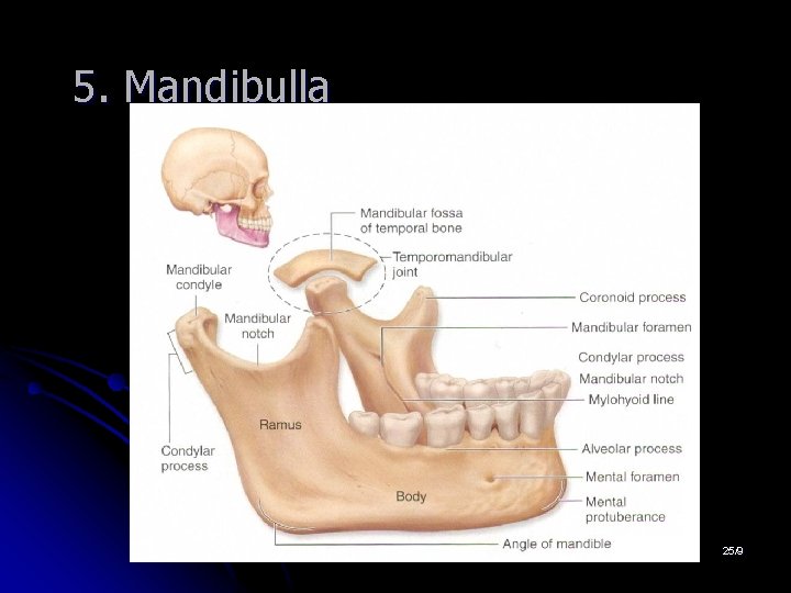 5. Mandibulla 25/9 5. Mandibulla 25/9