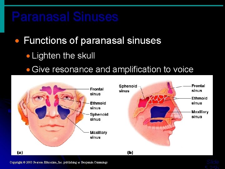 Paranasal Sinuses · Functions of paranasal sinuses · Lighten the skull · Give resonance Paranasal Sinuses · Functions of paranasal sinuses · Lighten the skull · Give resonance
