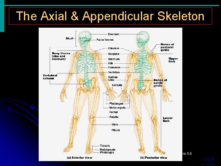 The Axial & Appendicular Skeleton Figure 5. 6 Slide The Axial & Appendicular Skeleton Figure 5. 6 Slide