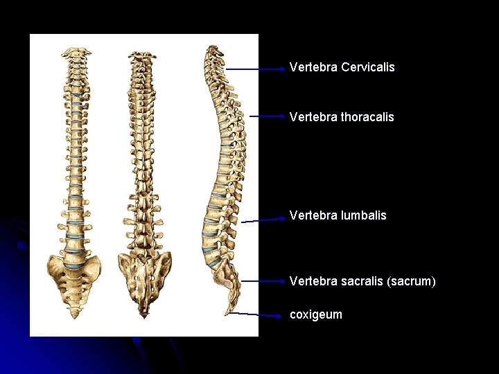 Vertebra Cervicalis Vertebra thoracalis Vertebra lumbalis Vertebra sacralis (sacrum) coxigeum Vertebra Cervicalis Vertebra thoracalis Vertebra lumbalis Vertebra sacralis (sacrum) coxigeum