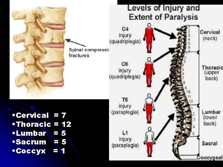 • Cervical = 7 • Thoracic = 12 • Lumbar = 5 • • Cervical = 7 • Thoracic = 12 • Lumbar = 5 •