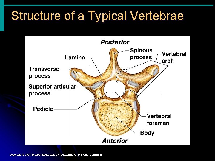 Structure of a Typical Vertebrae Copyright © 2003 Pearson Education, Inc. publishing as Benjamin Structure of a Typical Vertebrae Copyright © 2003 Pearson Education, Inc. publishing as Benjamin