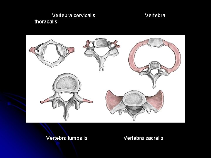 Vertebra cervicalis thoracalis Vertebra lumbalis Vertebra sacralis Vertebra cervicalis thoracalis Vertebra lumbalis Vertebra sacralis