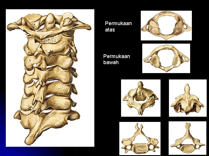Permukaan atas Permukaan bawah Permukaan atas Permukaan bawah