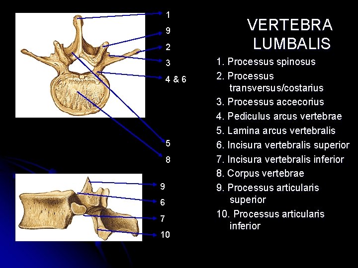 1 9 2 3 4&6 5 8 9 6 7 10 VERTEBRA LUMBALIS 1. 1 9 2 3 4&6 5 8 9 6 7 10 VERTEBRA LUMBALIS 1.