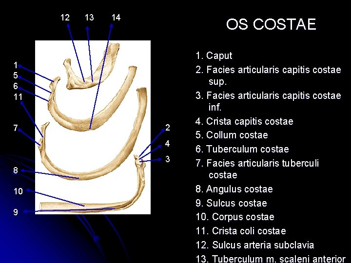 12 13 14 OS COSTAE 1 5 6 11 7 2 4 3 8 12 13 14 OS COSTAE 1 5 6 11 7 2 4 3 8