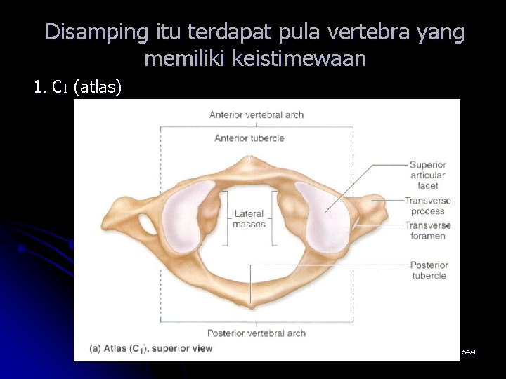 Disamping itu terdapat pula vertebra yang memiliki keistimewaan 1. C 1 (atlas) 54/9 Disamping itu terdapat pula vertebra yang memiliki keistimewaan 1. C 1 (atlas) 54/9