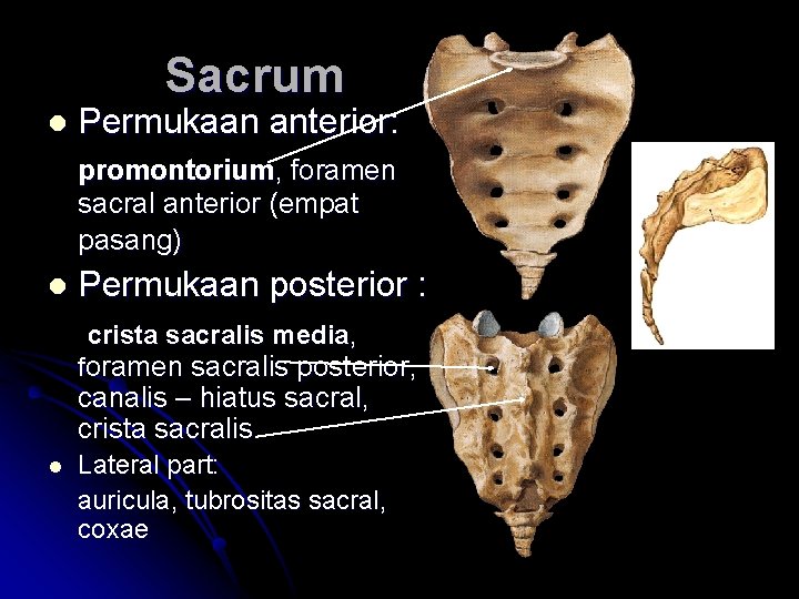 Sacrum l Permukaan anterior: promontorium, foramen sacral anterior (empat pasang) l Permukaan posterior : Sacrum l Permukaan anterior: promontorium, foramen sacral anterior (empat pasang) l Permukaan posterior :