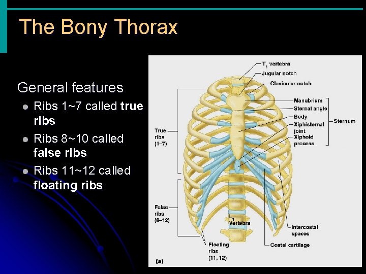 The Bony Thorax General features l l l Ribs 1~7 called true ribs Ribs The Bony Thorax General features l l l Ribs 1~7 called true ribs Ribs