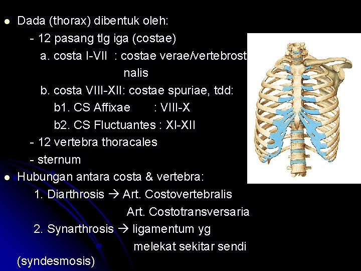 l l Dada (thorax) dibentuk oleh: - 12 pasang tlg iga (costae) a. costa l l Dada (thorax) dibentuk oleh: - 12 pasang tlg iga (costae) a. costa
