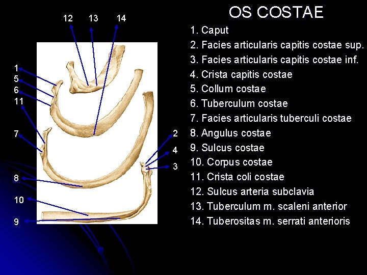 12 13 OS COSTAE 14 1 5 6 11 7 2 4 3 8 12 13 OS COSTAE 14 1 5 6 11 7 2 4 3 8