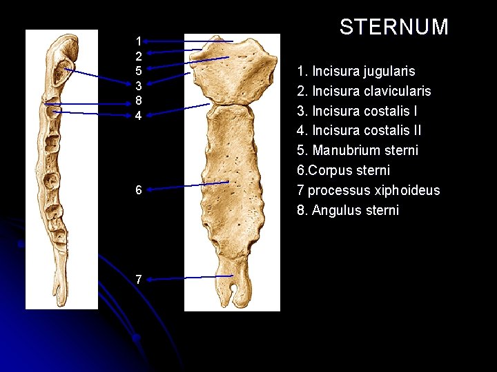 1 2 5 3 8 4 6 7 STERNUM 1. Incisura jugularis 2. Incisura 1 2 5 3 8 4 6 7 STERNUM 1. Incisura jugularis 2. Incisura