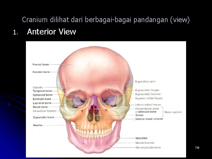 Cranium dilihat dari berbagai-bagai pandangan (view) 1. Anterior View 7/9 Cranium dilihat dari berbagai-bagai pandangan (view) 1. Anterior View 7/9