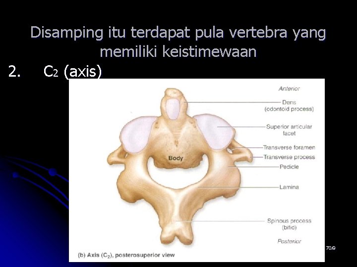 Disamping itu terdapat pula vertebra yang memiliki keistimewaan 2. C 2 (axis) 70/9 Disamping itu terdapat pula vertebra yang memiliki keistimewaan 2. C 2 (axis) 70/9