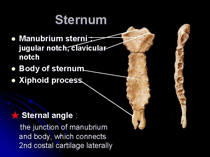 Sternum l Manubrium sterni : jugular notch, clavicular notch l l Body of sternum Sternum l Manubrium sterni : jugular notch, clavicular notch l l Body of sternum