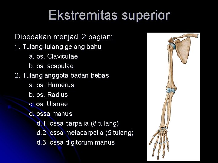 Ekstremitas superior Dibedakan menjadi 2 bagian: 1. Tulang-tulang gelang bahu a. os. Claviculae b. Ekstremitas superior Dibedakan menjadi 2 bagian: 1. Tulang-tulang gelang bahu a. os. Claviculae b.