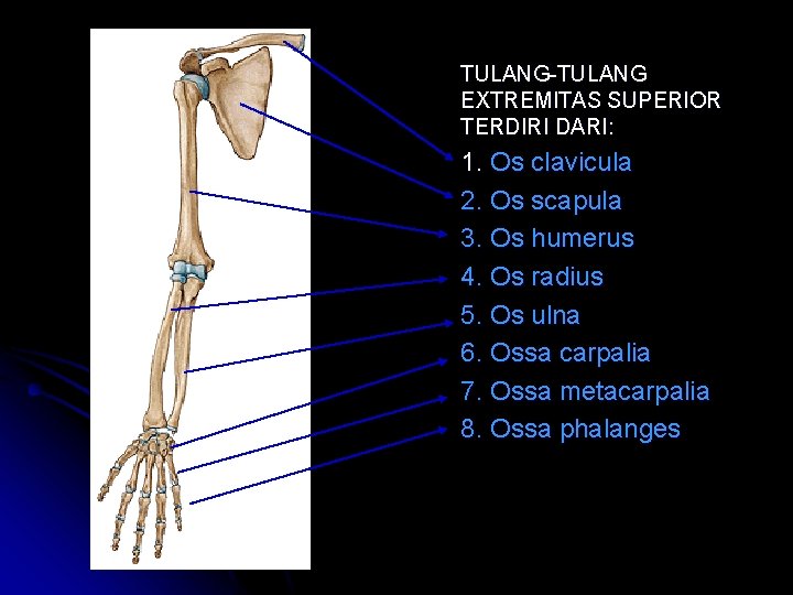 TULANG-TULANG EXTREMITAS SUPERIOR TERDIRI DARI: 1. Os clavicula 2. Os scapula 3. Os humerus TULANG-TULANG EXTREMITAS SUPERIOR TERDIRI DARI: 1. Os clavicula 2. Os scapula 3. Os humerus