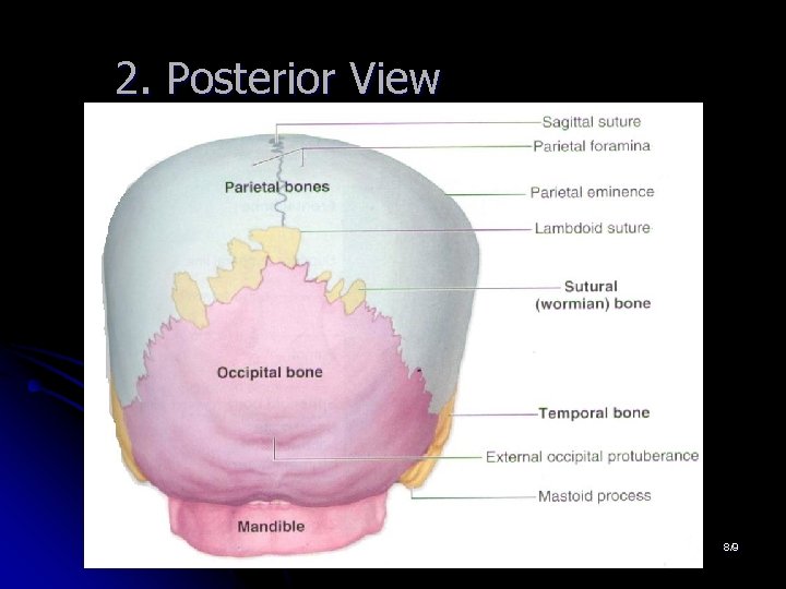 2. Posterior View 8/9 2. Posterior View 8/9
