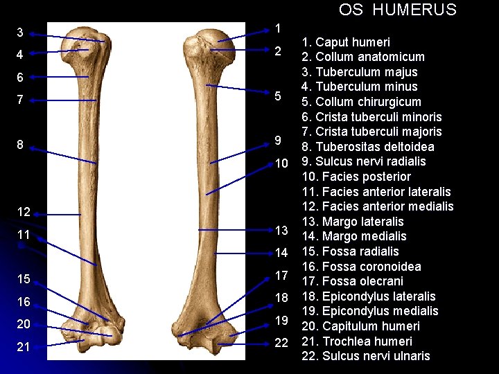 OS HUMERUS 3 1 4 2 6 7 5 8 9 10 12 11 OS HUMERUS 3 1 4 2 6 7 5 8 9 10 12 11