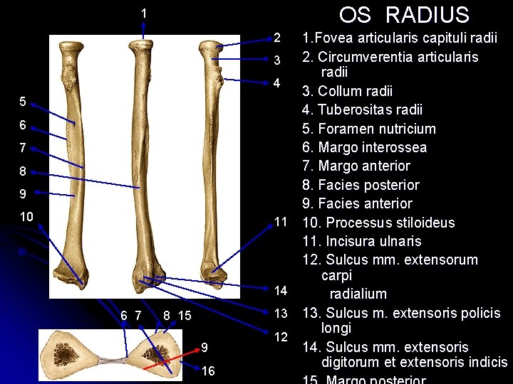 OS RADIUS 1 2 3 4 5 6 7 8 9 10 11 14 OS RADIUS 1 2 3 4 5 6 7 8 9 10 11 14