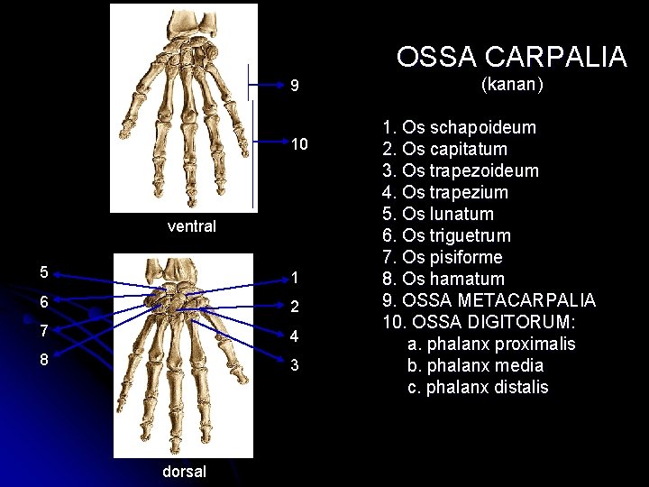 OSSA CARPALIA 9 10 ventral 5 1 6 2 7 4 8 3 dorsal OSSA CARPALIA 9 10 ventral 5 1 6 2 7 4 8 3 dorsal