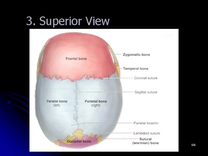 3. Superior View 9/9 3. Superior View 9/9