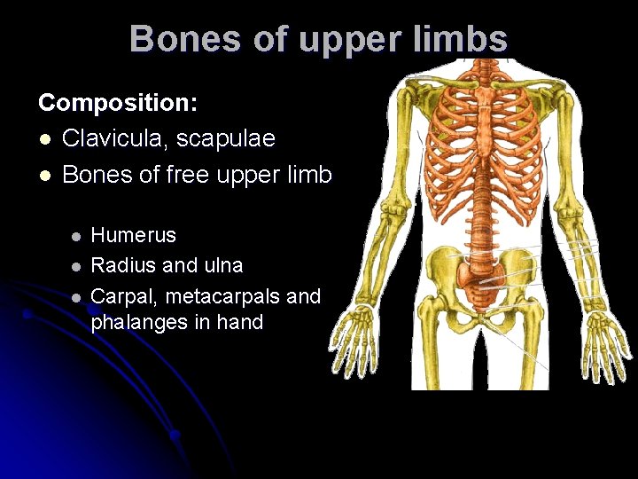 Bones of upper limbs Composition: l Clavicula, scapulae l Bones of free upper limb Bones of upper limbs Composition: l Clavicula, scapulae l Bones of free upper limb
