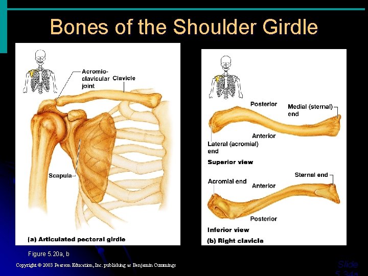 Bones of the Shoulder Girdle Figure 5. 20 a, b Copyright © 2003 Pearson Bones of the Shoulder Girdle Figure 5. 20 a, b Copyright © 2003 Pearson