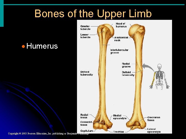 Bones of the Upper Limb · Humerus Copyright © 2003 Pearson Education, Inc. publishing Bones of the Upper Limb · Humerus Copyright © 2003 Pearson Education, Inc. publishing
