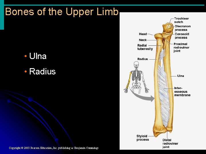 Bones of the Upper Limb • Ulna • Radius Copyright © 2003 Pearson Education, Bones of the Upper Limb • Ulna • Radius Copyright © 2003 Pearson Education,